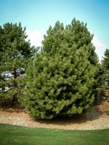 Сосна Чёрная (Pinus Nigra) купить по цене от 270.00р. в интернет-магазине «Посадика» с доставкой почтой в в Добрянкае и по всей России – [изображение №1].