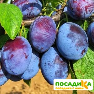 Слива Чачакская ранняя купить по цене от 229.00р. в интернет-магазине «Посадика» с доставкой почтой в в Добрянкае и по всей России – [изображение №1].