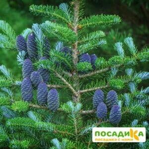 Пихта корейская (Abies koreana) купить по цене от 450.00р. в интернет-магазине «Посадика» с доставкой почтой в в Добрянкае и по всей России – [изображение №1].