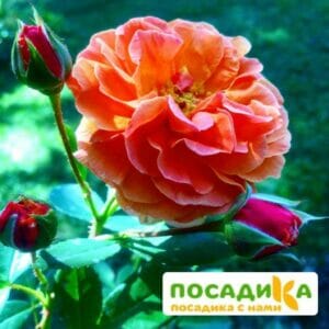 Роза Арабия купить по цене от 350.00р. в интернет-магазине «Посадика» с доставкой почтой в в Добрянкае и по всей России – [изображение №1].