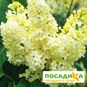 Сирень Примроуз (Primrose) купить по цене от 529.00р. в интернет-магазине «Посадика» с доставкой почтой в в Добрянкае и по всей России – [изображение №1].