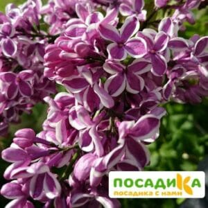 Сирень Сенсация купить по цене от 529.00р. в интернет-магазине «Посадика» с доставкой почтой в в Добрянкае и по всей России – [изображение №1].