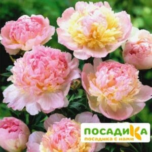 Пион Распберри Сандей (Paeonia Raspberry Sundae) купить по цене от 959р. в интернет-магазине «Посадика» с доставкой почтой в в Добрянкае и по всей России – [изображение №1].