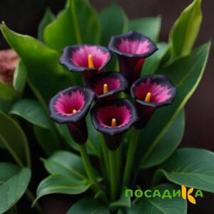 Калла Аура Лейс купить по цене от 400р. в интернет-магазине «Посадика» с доставкой почтой в в Добрянкае и по всей России – [изображение №1].