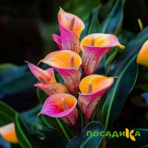 Калла Оникс купить по цене от 450р. в интернет-магазине «Посадика» с доставкой почтой в в Добрянкае и по всей России – [изображение №1].