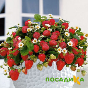Клубника Рубиновый Шепот (горшечная) купить по цене от 240р. в интернет-магазине «Посадика» с доставкой почтой в в Добрянкае и по всей России – [изображение №1].