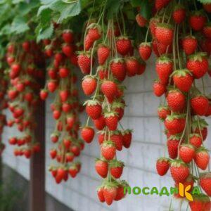Клубника вьющаяся Комплимент купить по цене от 470р. в интернет-магазине «Посадика» с доставкой почтой в в Добрянкае и по всей России – [изображение №1].
