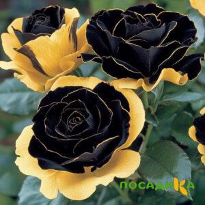 Роза Ханни Сикл купить по цене от 700р. в интернет-магазине «Посадика» с доставкой почтой в в Добрянкае и по всей России – [изображение №1].