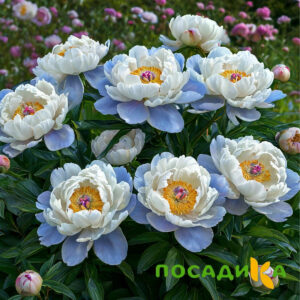 Пион акварельный Этюд купить по цене от 806р. в интернет-магазине «Посадика» с доставкой почтой в в Добрянкае и по всей России – [изображение №1].