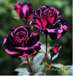 Роза Багровый Шепот купить по цене от 366р. в интернет-магазине «Посадика» с доставкой почтой в в Добрянкае и по всей России – [изображение №1].