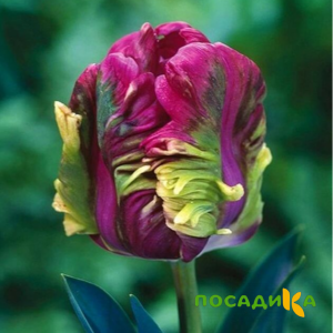 Тюльпан Экзотик Хэвен купить по цене от 186р. в интернет-магазине «Посадика» с доставкой почтой в в Добрянкае и по всей России – [изображение №1].