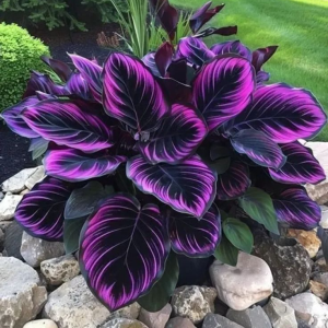 Хоста Люминоза купить по цене от 450р. в интернет-магазине «Посадика» с доставкой почтой в в Добрянкае и по всей России – [изображение №1].