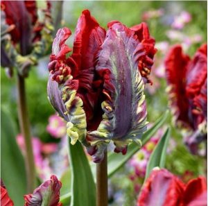 Тюльпан Рококо купить по цене от 350р. в интернет-магазине «Посадика» с доставкой почтой в в Добрянкае и по всей России – [изображение №1].