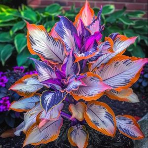 Хоста Эмеральд Тиара купить по цене от 602р. в интернет-магазине «Посадика» с доставкой почтой в в Добрянкае и по всей России – [изображение №1].