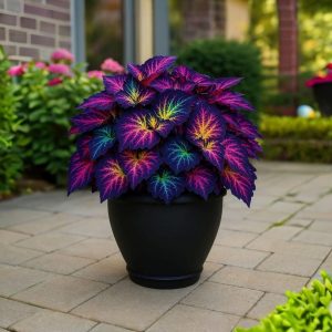 Хоста Фрости Блю купить по цене от 389р. в интернет-магазине «Посадика» с доставкой почтой в в Добрянкае и по всей России – [изображение №1].