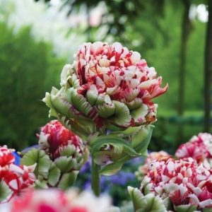 Тюльпан Дабл Флеминг Берд купить по цене от 249р. в интернет-магазине «Посадика» с доставкой почтой в в Добрянкае и по всей России – [изображение №1].