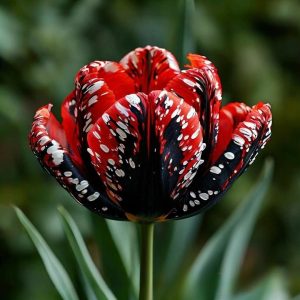 Тюльпан Вельвет Файер купить по цене от 394р. в интернет-магазине «Посадика» с доставкой почтой в в Добрянкае и по всей России – [изображение №1].