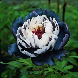 Пион Древовидный Инь-Янь купить по цене от 419р. в интернет-магазине «Посадика» с доставкой почтой в в Добрянкае и по всей России – [изображение №1].