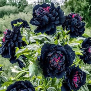 Пион древовидный Сердце Афродиты купить по цене от 600р. в интернет-магазине «Посадика» с доставкой почтой в в Добрянкае и по всей России – [изображение №1].