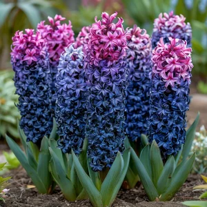 Гиацинт Блю Спринг купить по цене от 2099р. в интернет-магазине «Посадика» с доставкой почтой в в Добрянкае и по всей России – [изображение №1].