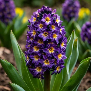 Гиацинт Вельвет Колор купить по цене от 2099р. в интернет-магазине «Посадика» с доставкой почтой в в Добрянкае и по всей России – [изображение №1].