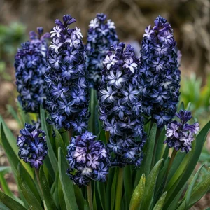 Гиацинт Блум Клауд купить по цене от 2099р. в интернет-магазине «Посадика» с доставкой почтой в в Добрянкае и по всей России – [изображение №1].