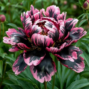 Пион Дроп Руби купить по цене от 469р. в интернет-магазине «Посадика» с доставкой почтой в в Добрянкае и по всей России – [изображение №1].