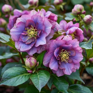 Морозник Айс Принцесс Чарм купить по цене от 650р. в интернет-магазине «Посадика» с доставкой почтой в в Добрянкае и по всей России – [изображение №1].