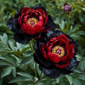 Пион Эбеновый Рубин купить по цене от 419р. в интернет-магазине «Посадика» с доставкой почтой в в Добрянкае и по всей России – [изображение №1].