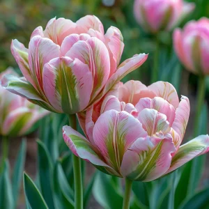 Тюльпан Аврора Принцес купить по цене от 345р. в интернет-магазине «Посадика» с доставкой почтой в в Добрянкае и по всей России – [изображение №1].