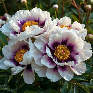 Пион Эко Саммер купить по цене от 548р. в интернет-магазине «Посадика» с доставкой почтой в в Добрянкае и по всей России – [изображение №1].