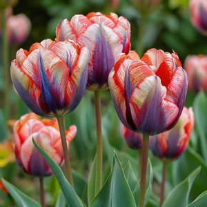 Тюльпан Эбисан Грэйс купить по цене от 217р. в интернет-магазине «Посадика» с доставкой почтой в в Добрянкае и по всей России – [изображение №1].