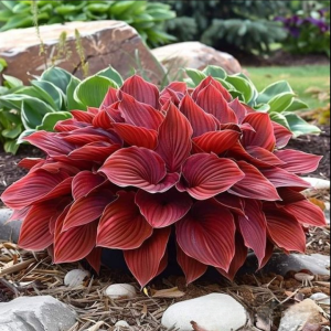 Хоста Рэд Эйнджл купить по цене от 549р. в интернет-магазине «Посадика» с доставкой почтой в в Добрянкае и по всей России – [изображение №1].