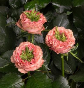 Роза Амбер Инчант купить по цене от 495р. в интернет-магазине «Посадика» с доставкой почтой в в Добрянкае и по всей России – [изображение №1].