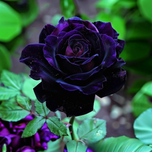 Роза Блэк Пантер купить по цене от 319р. в интернет-магазине «Посадика» с доставкой почтой в в Добрянкае и по всей России – [изображение №1].