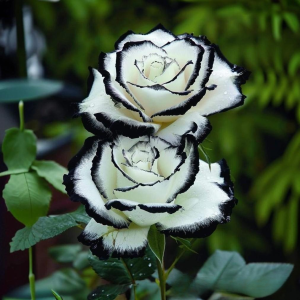 Роза Силк Ивин купить по цене от 319р. в интернет-магазине «Посадика» с доставкой почтой в в Добрянкае и по всей России – [изображение №1].