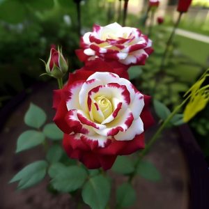 Роза Роял Глом купить по цене от 401р. в интернет-магазине «Посадика» с доставкой почтой в в Добрянкае и по всей России – [изображение №1].