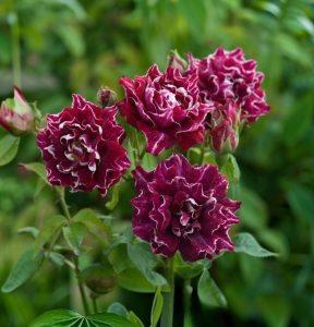 Роза Опаловый Пейзаж купить по цене от 490р. в интернет-магазине «Посадика» с доставкой почтой в в Добрянкае и по всей России – [изображение №1].