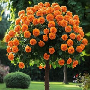 Роза Солнечный Шарм купить по цене от 349р. в интернет-магазине «Посадика» с доставкой почтой в в Добрянкае и по всей России – [изображение №1].