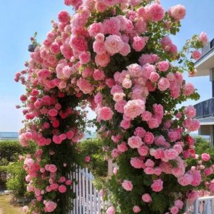 Роза Пастель Розе купить по цене от 605р. в интернет-магазине «Посадика» с доставкой почтой в в Добрянкае и по всей России – [изображение №1].