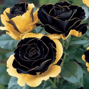 Роза Ханни Сикл купить по цене от 700р. в интернет-магазине «Посадика» с доставкой почтой в в Добрянкае и по всей России – [изображение №1].