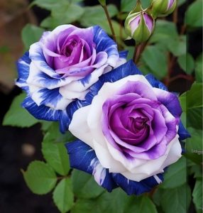 Роза Айвори Каскад купить по цене от 420р. в интернет-магазине «Посадика» с доставкой почтой в в Добрянкае и по всей России – [изображение №1].