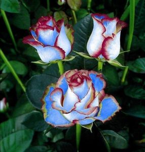 Роза Сафайер Пэтл купить по цене от 450р. в интернет-магазине «Посадика» с доставкой почтой в в Добрянкае и по всей России – [изображение №1].